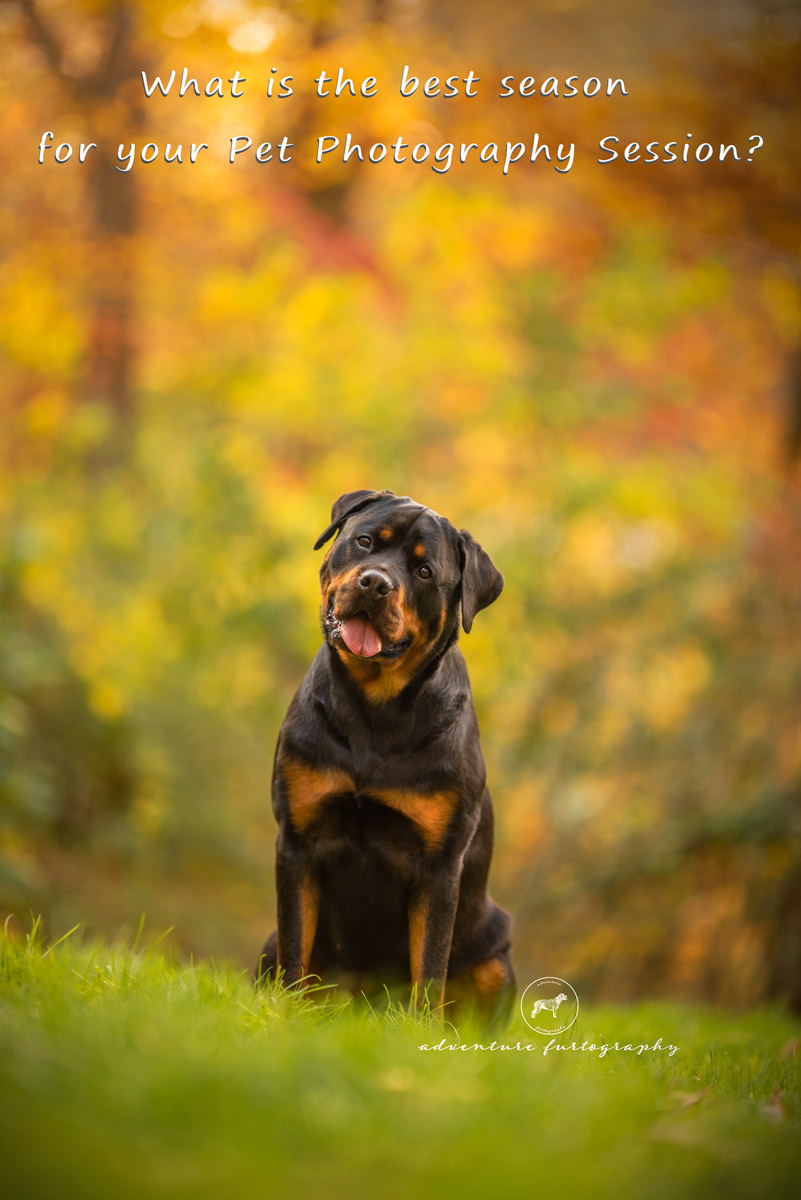 Rottweiler in Fall Scott Depot WV